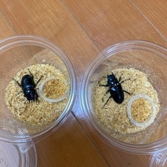 ギラファノコギリクワガタ　メス2匹　ノコギリクワガタ　クワガタ