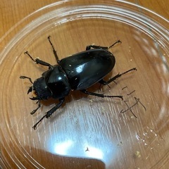 ギラファノコギリクワガタ　メス2匹　ノコギリクワガタ　クワガタの画像