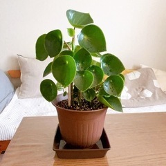 ペペロミアジェイド　鉢植え　希少種