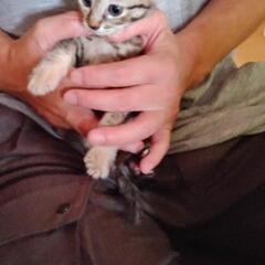 里親募集します。(トライアル決定に一時停止します。)