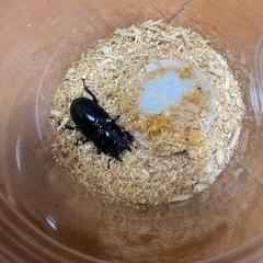 アルキデスヒラタクワガタ　メス　ヒラタクワガタ　クワガタ
