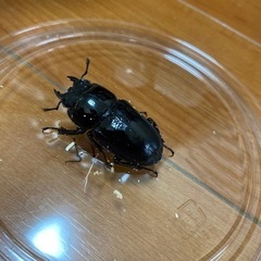 アルキデスヒラタクワガタ　メス　ヒラタクワガタ　クワガタの画像