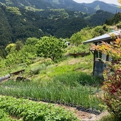 夜のお散歩に付き合ってくれる方募集