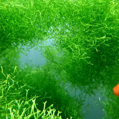 水草リシア　No.82の画像