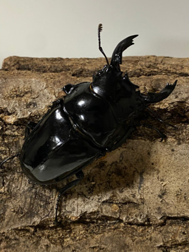 レギウスオオツヤクワガタ オスメスペア