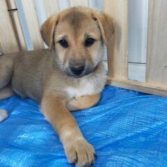 【プリン】野良犬の子犬里親募集! - 釧路市