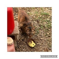 飼い主急に居なくなって、猫ちゃんは大至急家族が欲しい