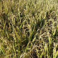 ①🌾【新米！農家直売】🌾R5東川産ゆめぴりか(玄米) 30kg（東川米品質超）の画像