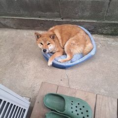 雌 − 東京都