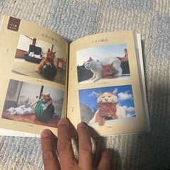 のせ猫の画像