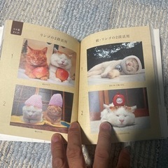 のせ猫の画像