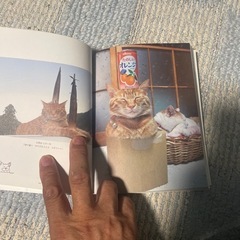 のせ猫の画像