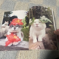 のせ猫BIGの画像