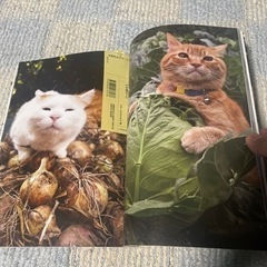 のせ猫BIGの画像