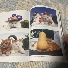 のせ猫BIGの画像