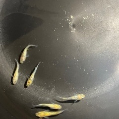 メダカ　夜桜6匹の画像