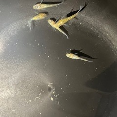 メダカ　夜桜6匹の画像