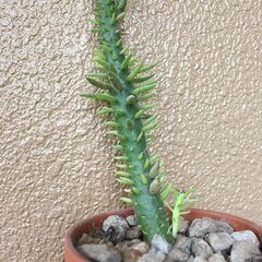 ★無料でさしあげます◎★　【多肉植物】　将軍　大き目　全長64cmほどの画像