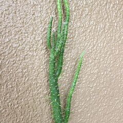 ★無料でさしあげます◎★　【多肉植物】　将軍　大き目　全長64cmほどの画像