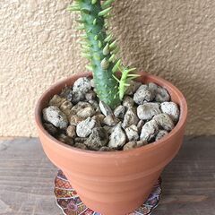 ★無料でさしあげます◎★　【多肉植物】　将軍　大き目　全長64cmほどの画像