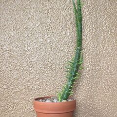 ★無料でさしあげます◎★　【多肉植物】　将軍　大き目　全長64cmほど