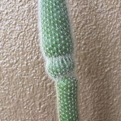 ★無料でさしあげます◎★　【多肉植物】　柱サボテン　吹雪柱　大き目　全長88cmほどの画像