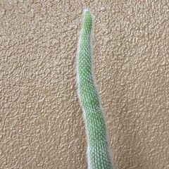 ★無料でさしあげます◎★　【多肉植物】　柱サボテン　吹雪柱　大き目　全長88cmほどの画像