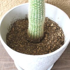 ★無料でさしあげます◎★　【多肉植物】　柱サボテン　吹雪柱　大き目　全長88cmほどの画像