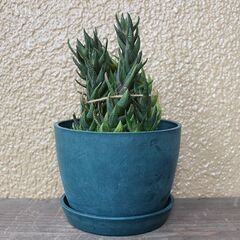 ★ただいま交渉中★　【多肉植物】　ハオルチア・カルウィニー　九輪塔