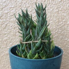 ★ただいま交渉中★　【多肉植物】　ハオルチア・カルウィニー　九輪塔の画像