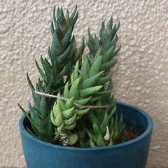 ★ただいま交渉中★　【多肉植物】　ハオルチア・カルウィニー　九輪塔の画像
