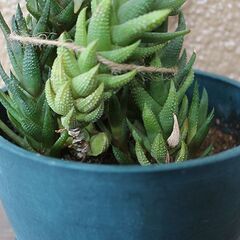 ★ただいま交渉中★　【多肉植物】　ハオルチア・カルウィニー　九輪塔の画像