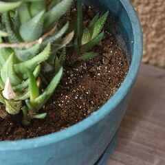 ★ただいま交渉中★　【多肉植物】　ハオルチア・カルウィニー　九輪塔の画像