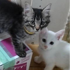 7月1日生まれの子猫たち