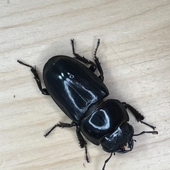 スマトラオオヒラタクワガタアチェ♀単品