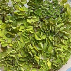 オオサンショウモ　水草