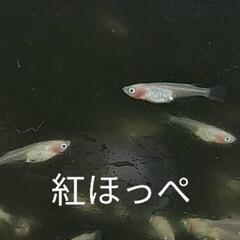めだか　メダカ　直売所☺️の画像
