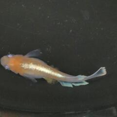 めだか　メダカ　直売所☺️の画像