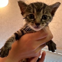 【再投稿】生後3週間の子猫貰ってください