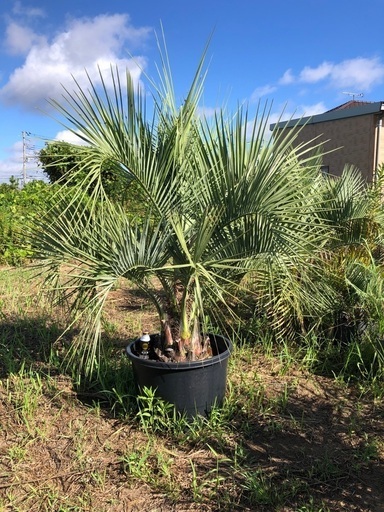 ココスヤシ　引き取り限定