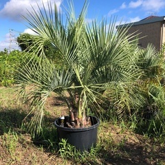 ココスヤシ 引き取り限定