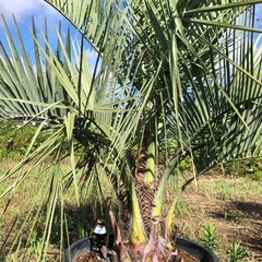 ココスヤシ 引き取り限定