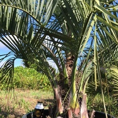 ココスヤシ 引き取り限定