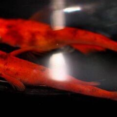 🤩極上メダカの稚魚🤩50匹以上‼️１名様限定販売‼️