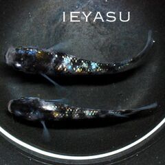 🤩極上メダカの稚魚🤩50匹以上‼️１名様限定販売‼️の画像