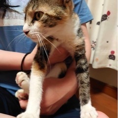 甘えん坊でだっこするとフミフミし始めます(5ヶ月 )女の子
