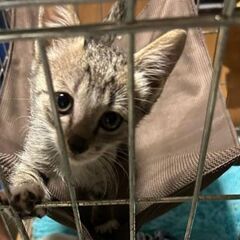 【サバ白男の子・小ぶりな子猫エルくん】保護猫