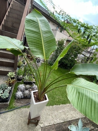 ストレチア　オーガスタ　観葉植物　南国