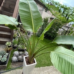 ストレチア　オーガスタ　観葉植物　南国