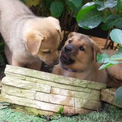 【ロール】野良犬の子犬里親募集! - 犬